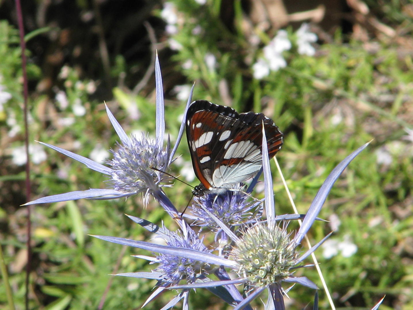 farfalla da determinare - Limenitis reducta - Nymphalidae